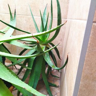 Vendo plantas grandes de aloe vera