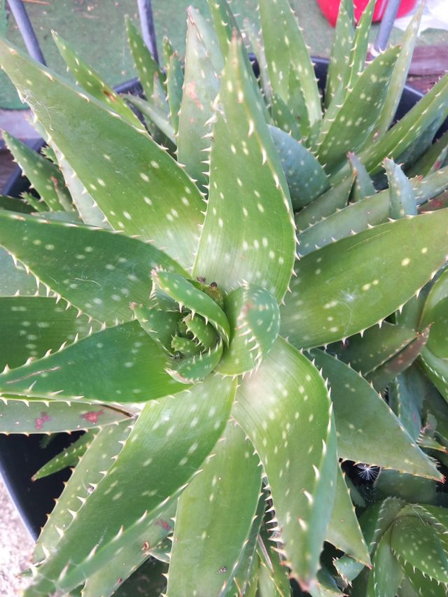 Aloe Vera