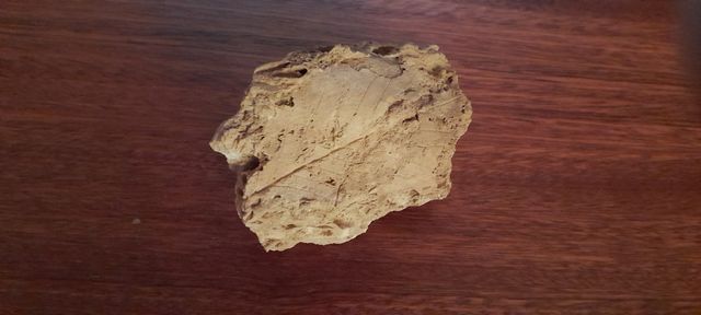 Fossile di foglia in matrice rocciosa