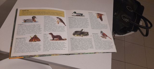 Nádasok élőviláge libro per bambini