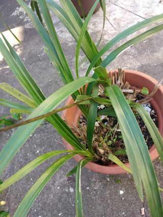 Orquídeas - 2 Bulbos