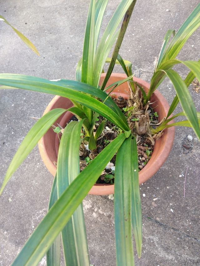 Orquídeas - 2 Bulbos