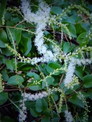 Anredera cordifolia.