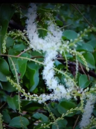 Anredera cordifolia.