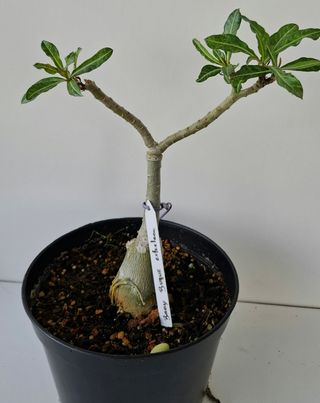 Adenium obesum, Rosa do deserto