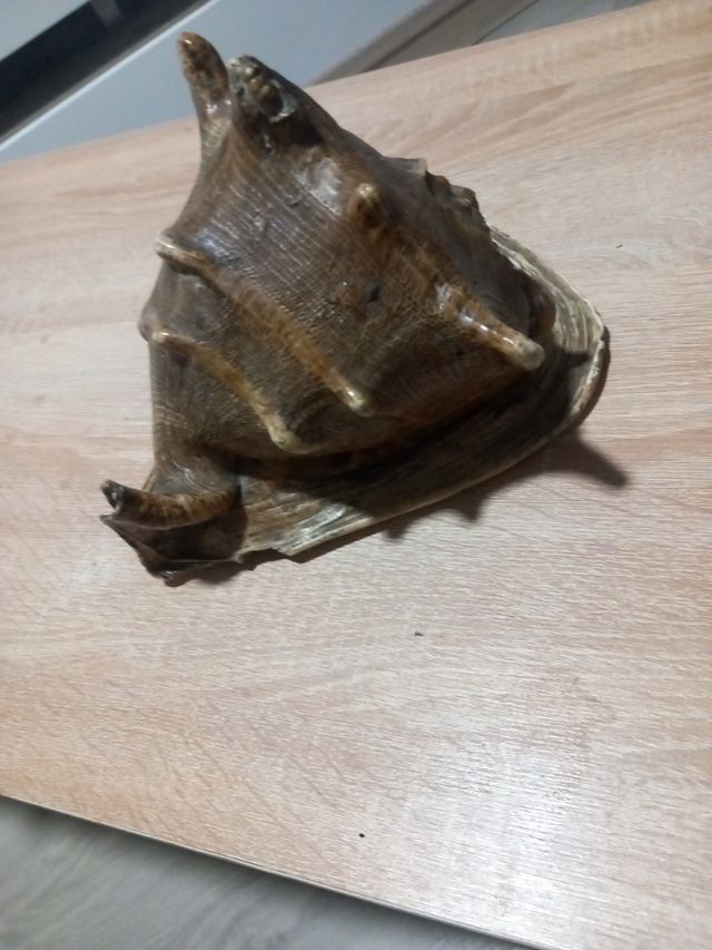 Caracola grande decorativa