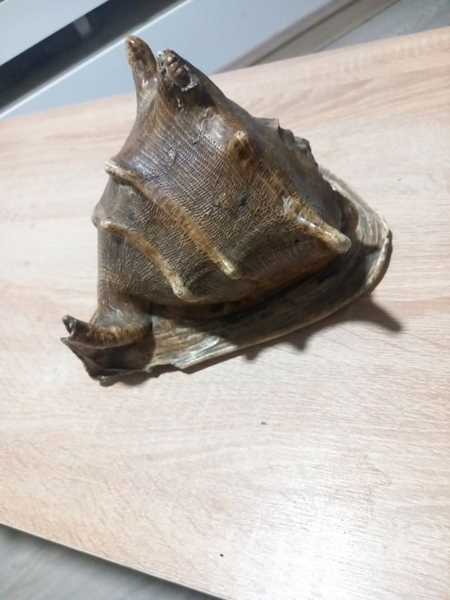 Caracola grande decorativa