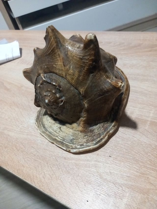 Caracola grande decorativa