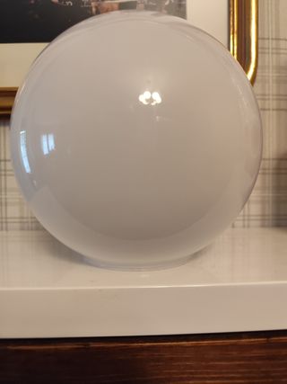 Tulipa opalina globo blanca