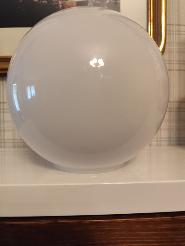 Tulipa opalina globo blanca