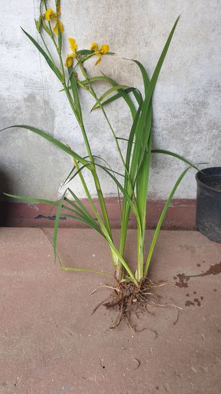 Planta flor com raízes , lirios branco