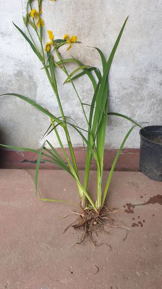 Planta flor com raízes , lirios branco