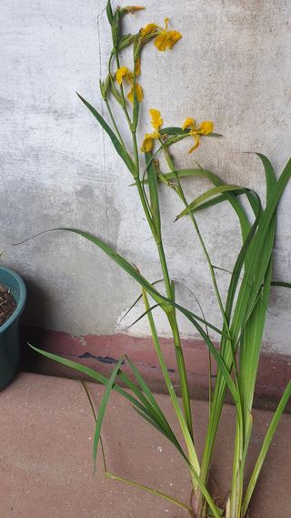 Planta flor com raízes , lirios branco