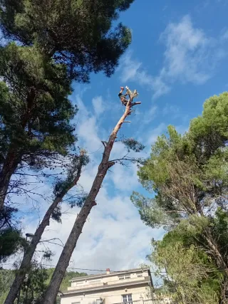 Tala árboles - poda - 662399626