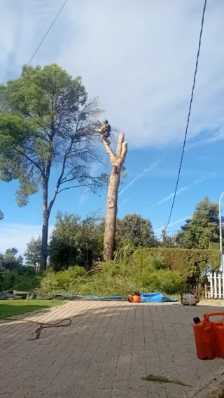 Tala árboles - poda - 662399626