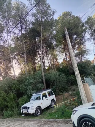 Tala árboles - poda - 662399626