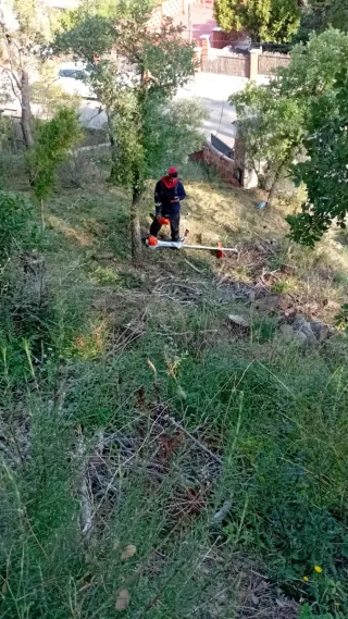 Tala árboles - poda - 662399626