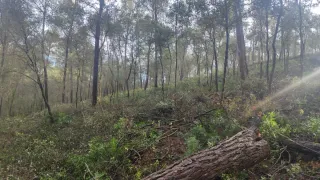 Tala árboles - poda - 662399626