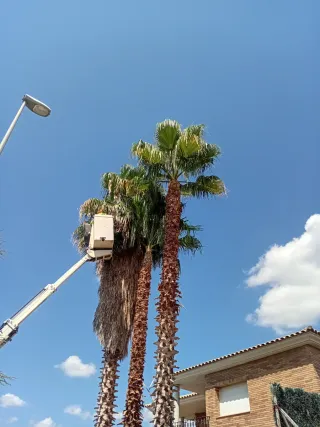 Tala árboles - poda - 662399626