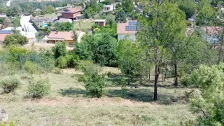 Tala árboles - poda - 662399626