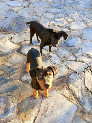 Cuido y paseo perros / Guardería canina