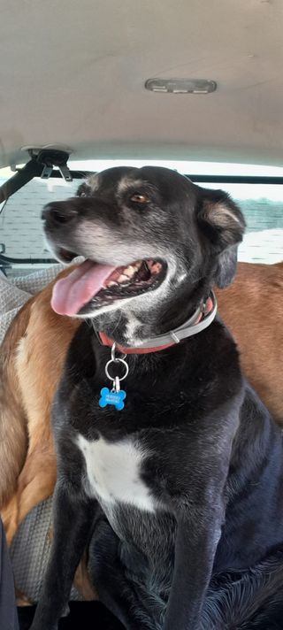 Cuido y paseo perros / Guardería canina