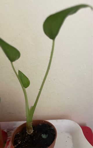 Alocasia Cucullata Mini