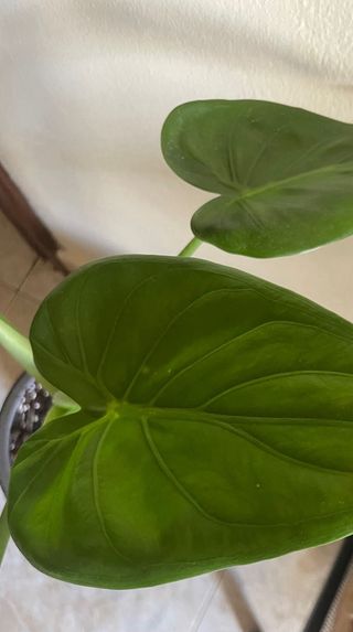 Alocasia Cucullata Mini