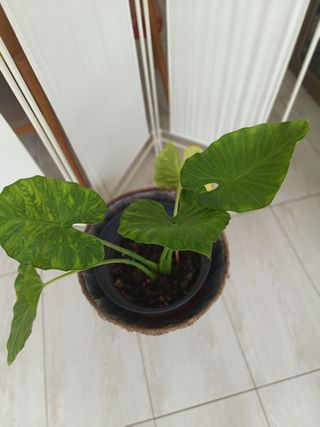 Alocasias, oreja de elefante¡Variedad de tamaños!