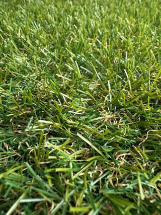 Cesped artificial 2.5cm