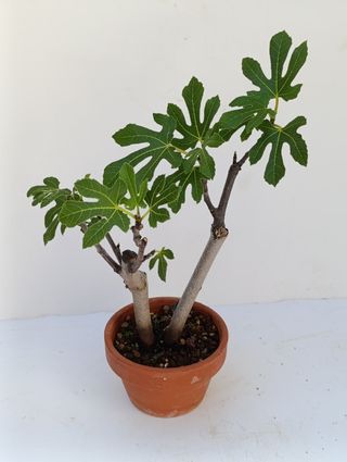 Bonsai higuera