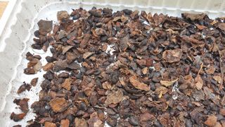 Sementes maracuja banana