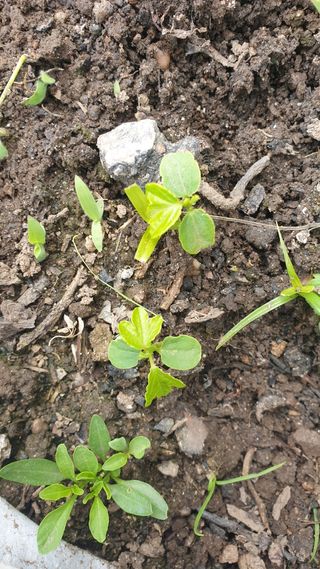 Sementes maracuja banana