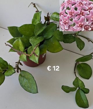 Hoya Carnosa Freckles