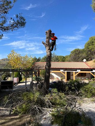 Poda y tala de arboles en altura chalet, parcelas