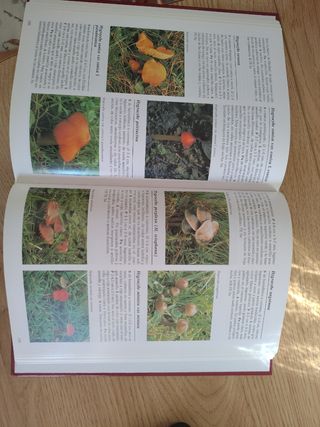 La Enciclopedia de Las Setas (Spanish Edition)