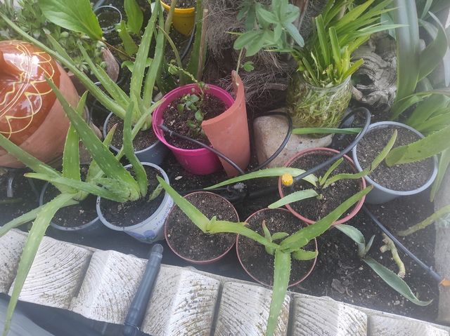 Plantas Aloe Vera  Son hijos de planta madre .