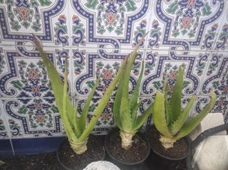 Plantas Aloe Vera  Son hijos de planta madre .