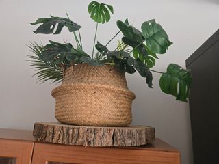 Pack,Esferas, hoja y Maceta grande Mimbre, plantas