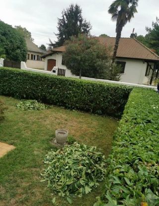 Desbroce de parcelas 632 472573