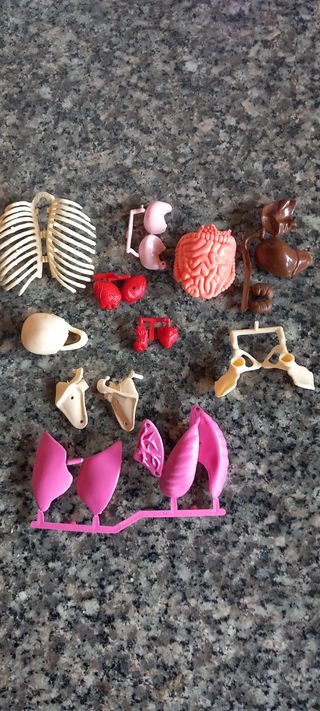 Modellino anatomia umana De Agostini