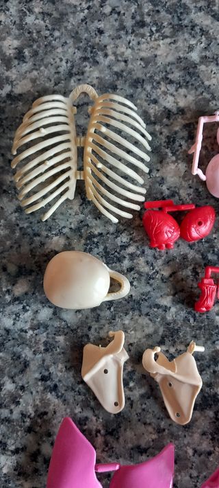 Modellino anatomia umana De Agostini