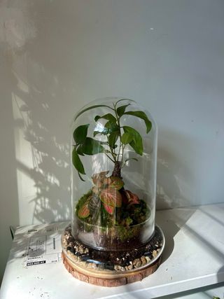 Terrario de cristal con plantas (PRE-VENTA)