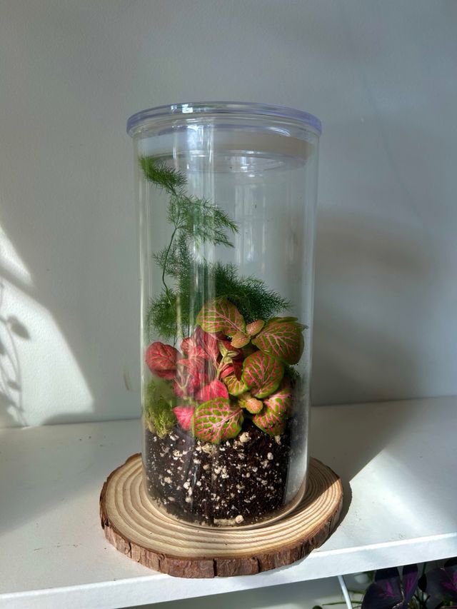 Terrario de cristal con plantas (PRE-VENTA)