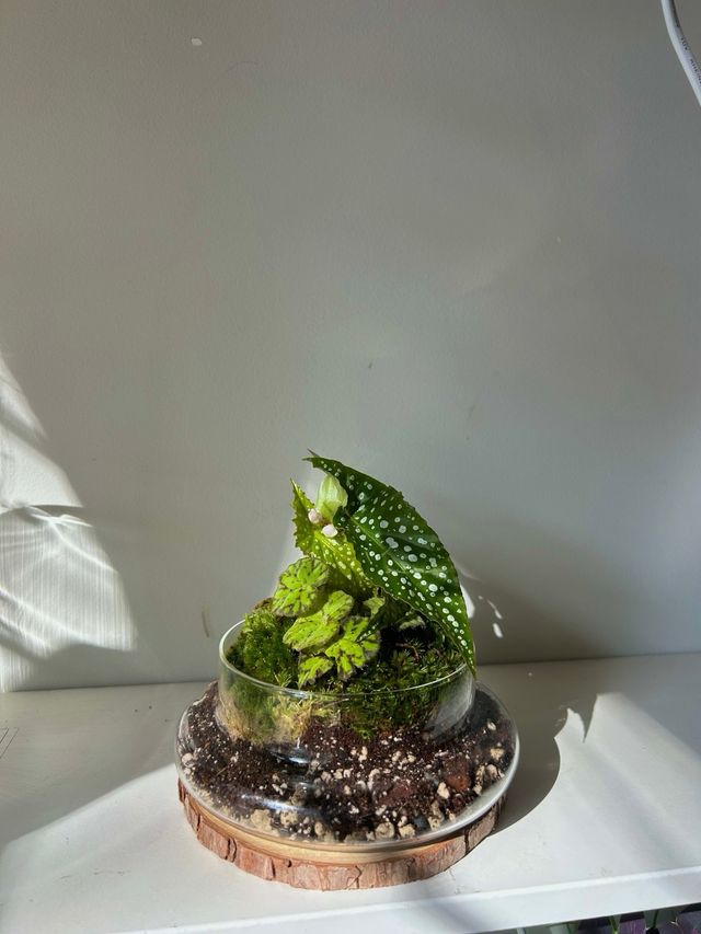 Terrario de cristal con plantas (PRE-VENTA)