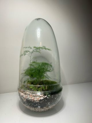 Terrario de cristal con plantas (PRE-VENTA)