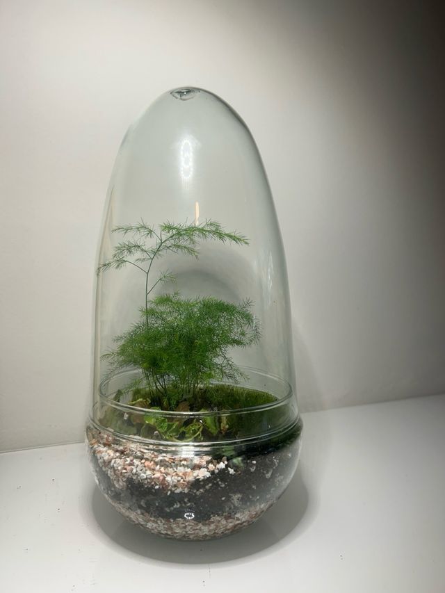 Terrario de cristal con plantas (PRE-VENTA)