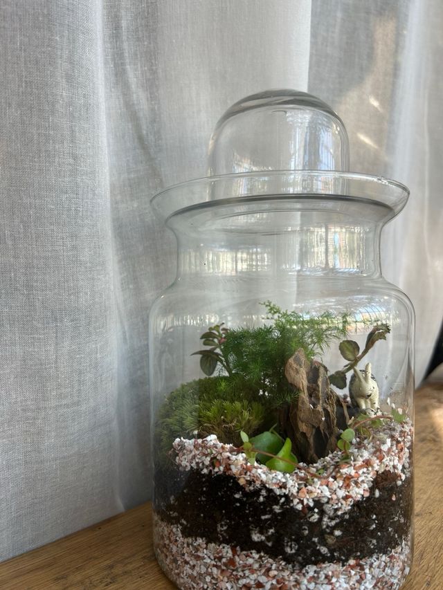 Terrario de cristal con plantas (PRE-VENTA)