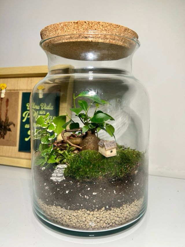 Terrario de cristal con plantas (PRE-VENTA)