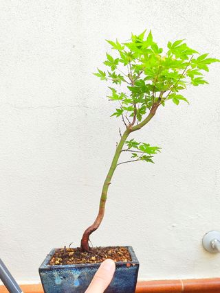 Bonsai arce palmatum